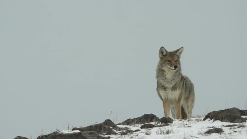 A coyote looks out over a snowy hill