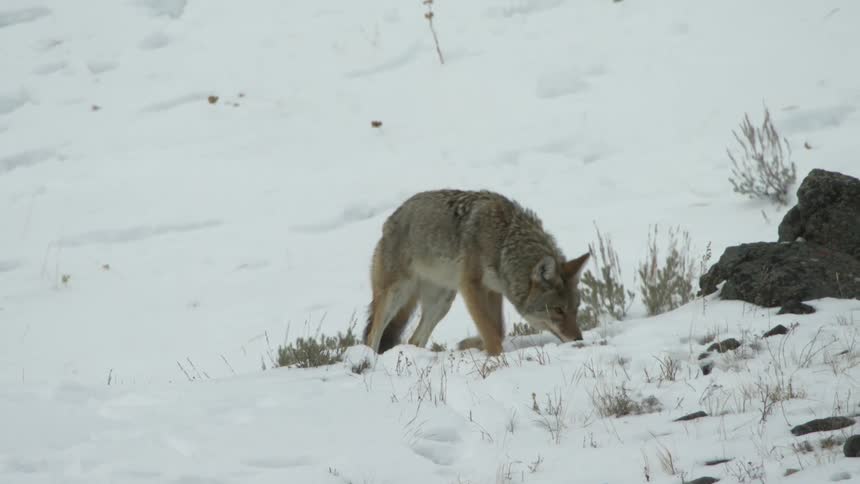 A coyote smelling the snow in a meadow