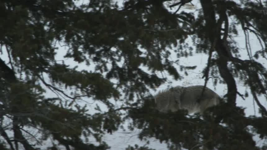 The coyote walks through the snow