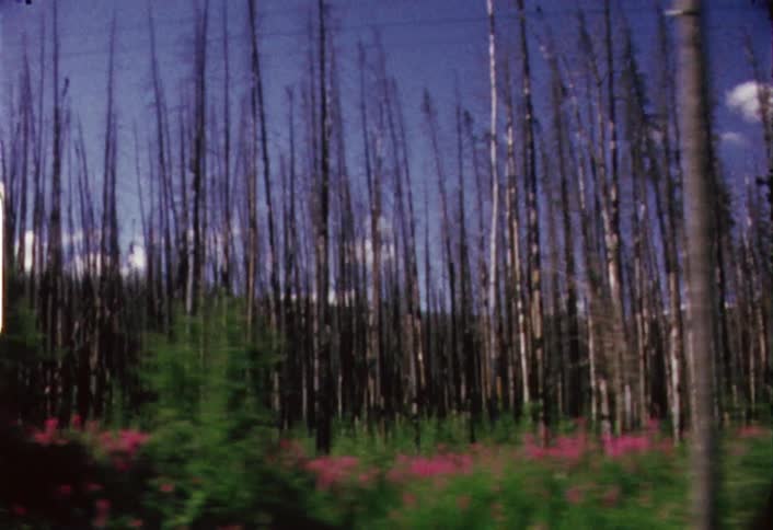 A large forest has many trees with small branches