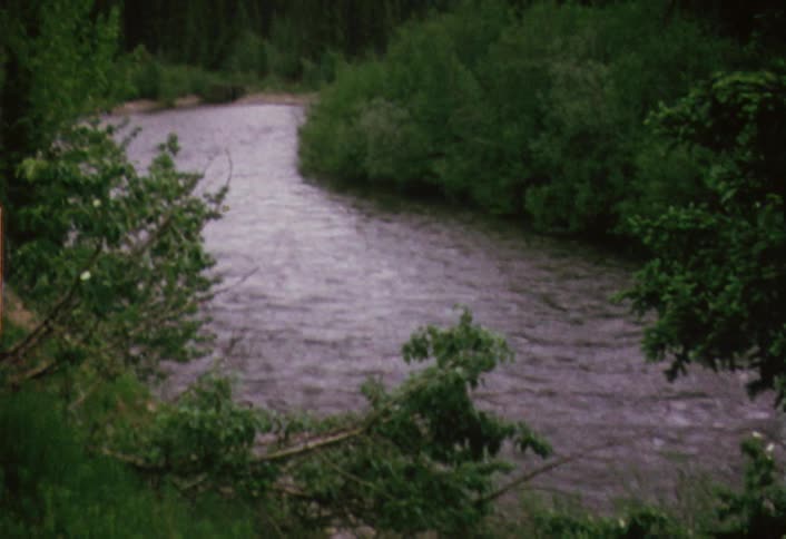 A river flowing through the trees