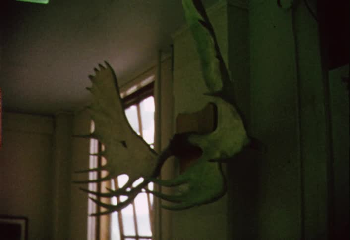 Antlers hang on a wall