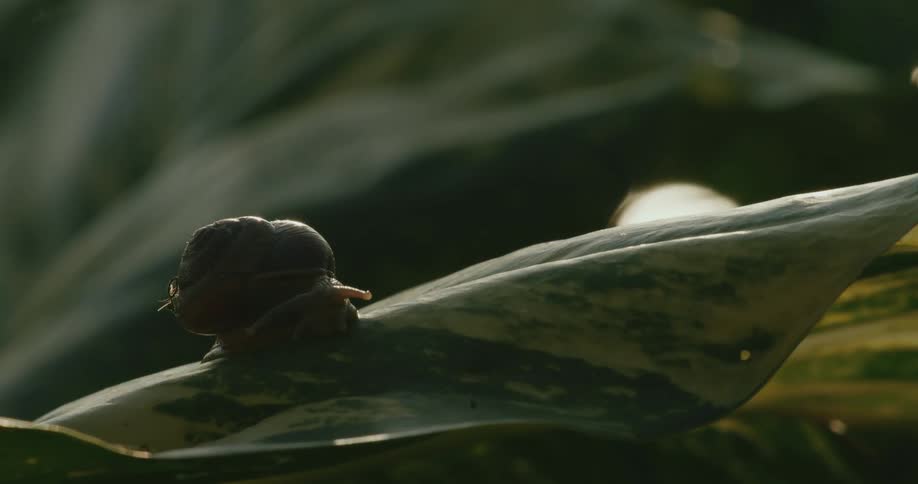 A snail slowly crawls along the surface of a large green leaf