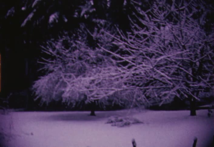 Snow-covered trees in a snowy setting