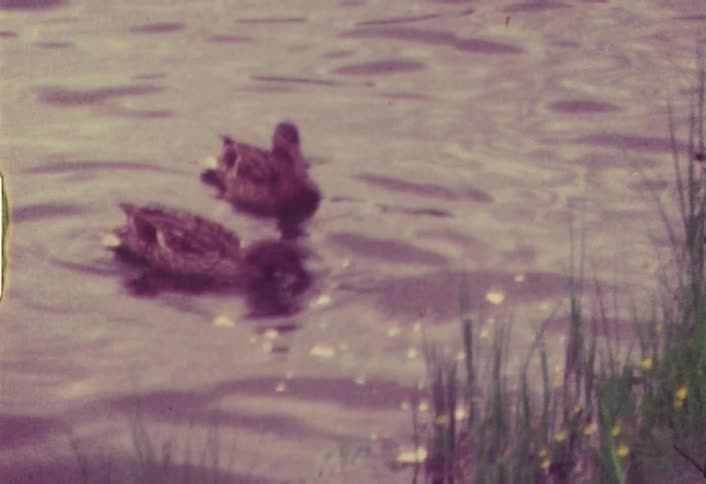 Ducks in a pond