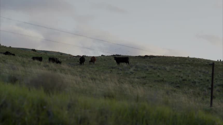 Cows grazing on a grassy hill