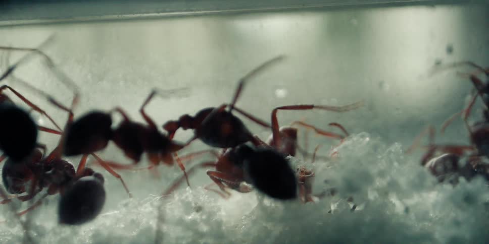 Ant fight!