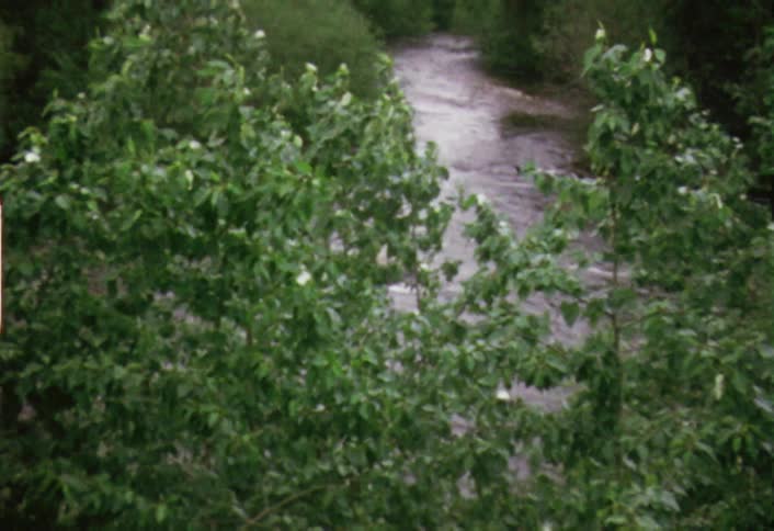 Trees sway in the breeze next to a flowing stream