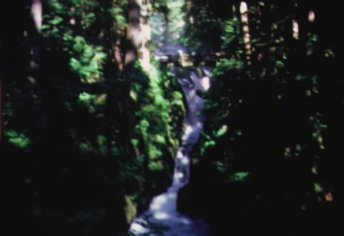 A waterfall in a forest
