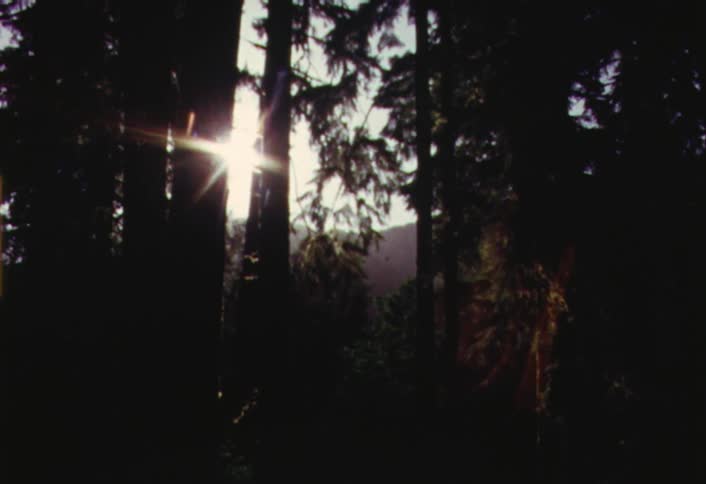 Sun casts rays in a dark forest