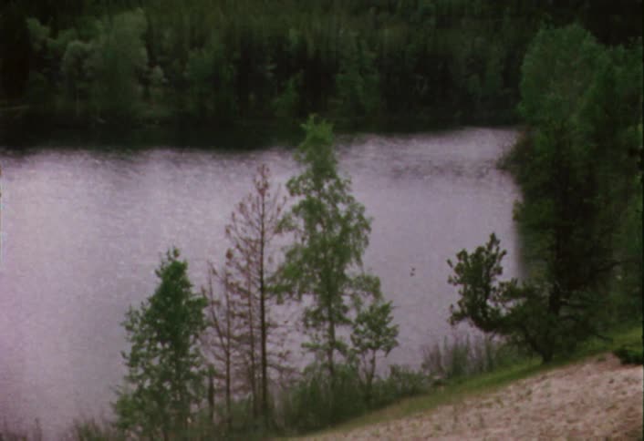Ducks are floating on a lake surrounded by pine trees