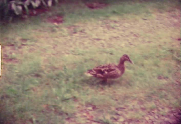 A duck waddles through the grass