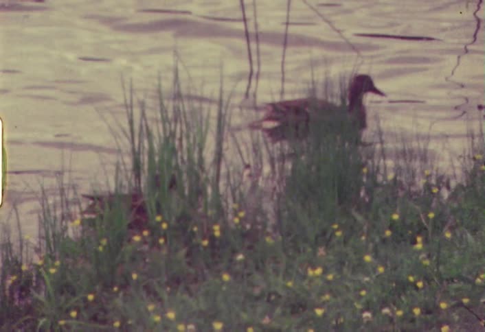 Two ducks swimming in a pond close to shore