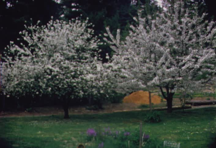 Trees in a field with white blossoms