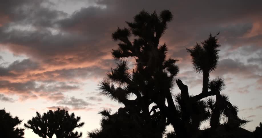 Clouds over spiky trees at sunset