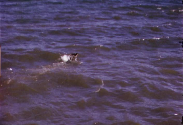 A dog is swimming in the water