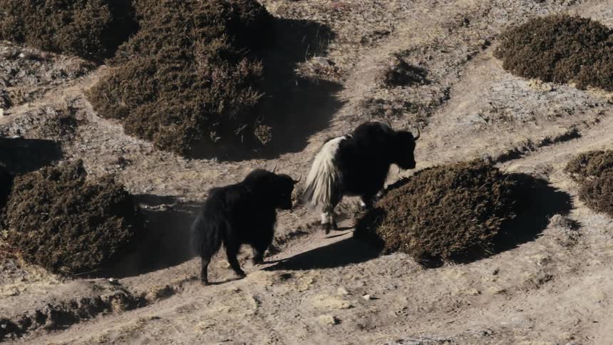 Two buffaloes walking on a desert soil