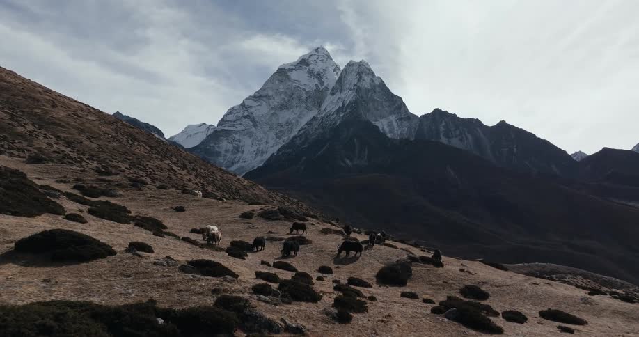 Cattle graze on a mountain plateau