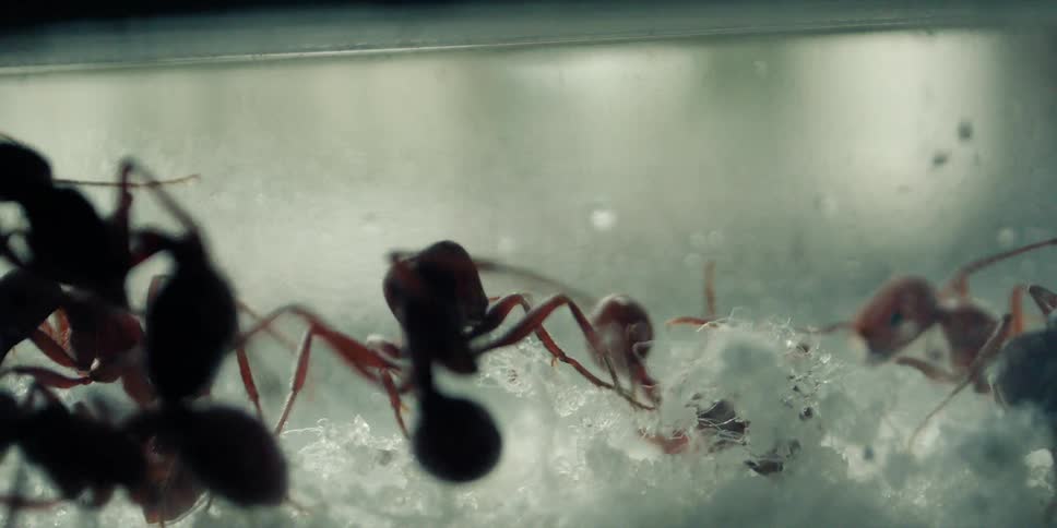 Several small ants are biting a piece of white material