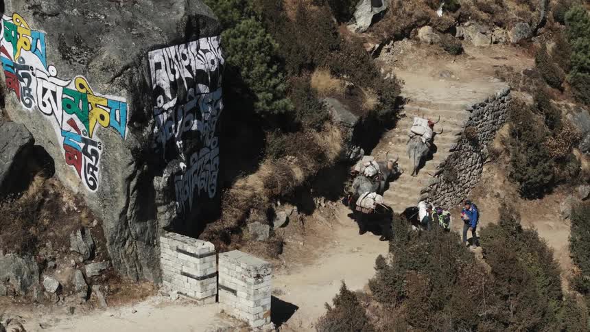 Four cows with loads on their backs are climbing the stone steps of a staircase and accompanied by two people behind