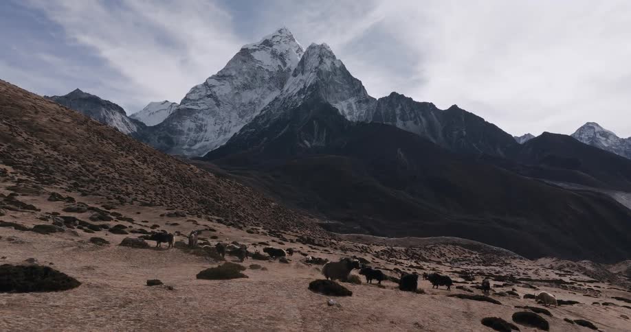 Wild animals such as horses and blackcoated buffaloes on a desert soil surrounded by mountains with snowcapped peaks