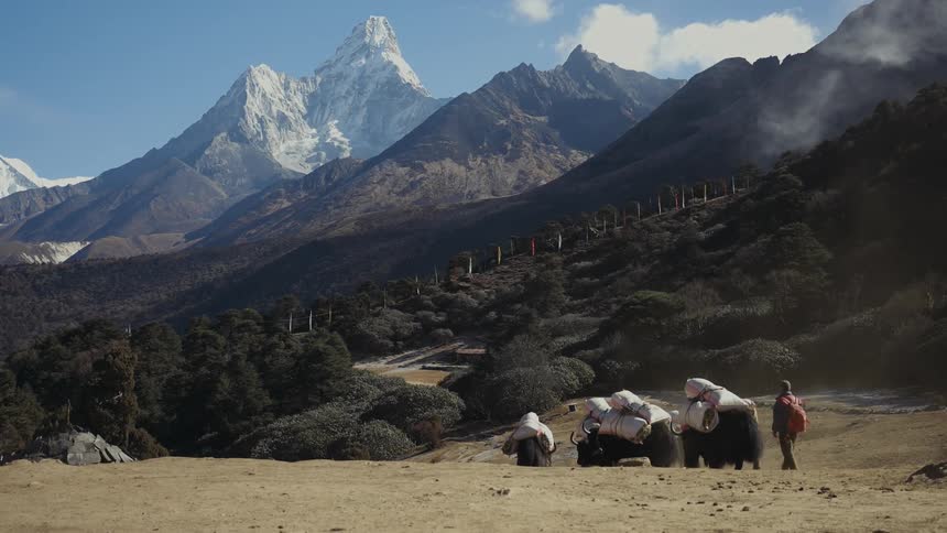 Person walks down slope toward mountains with pack animals
