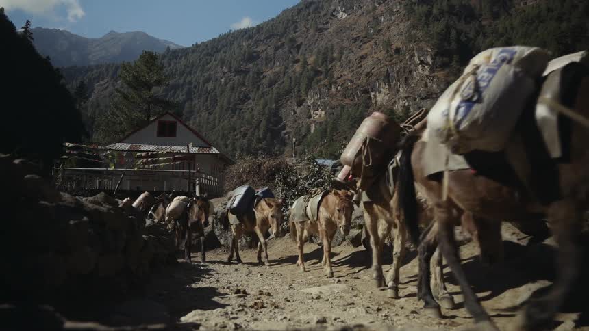 Cluster of horses following in line carrying supplies in vilarejo through the mountains