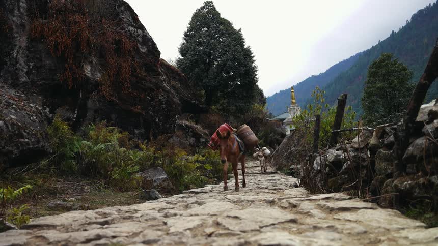 Three pack animals carry items along a stone road
