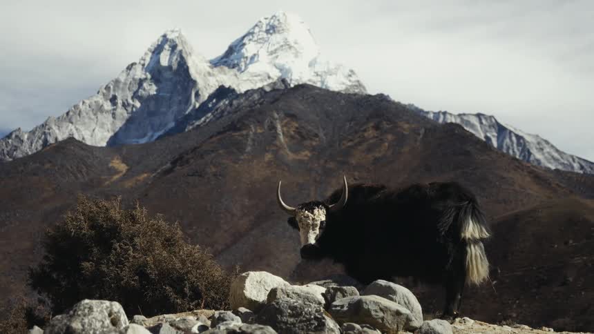 Blackcoated buffalo on a hill next to snowy mountains on a cloudy day