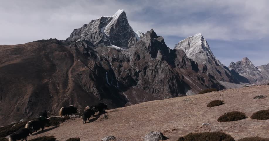 A herd of hairy bovines grazing on a mountain plateau