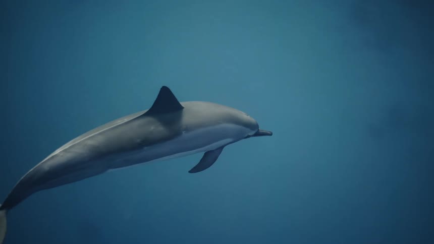 A dolphin swims in an ocean