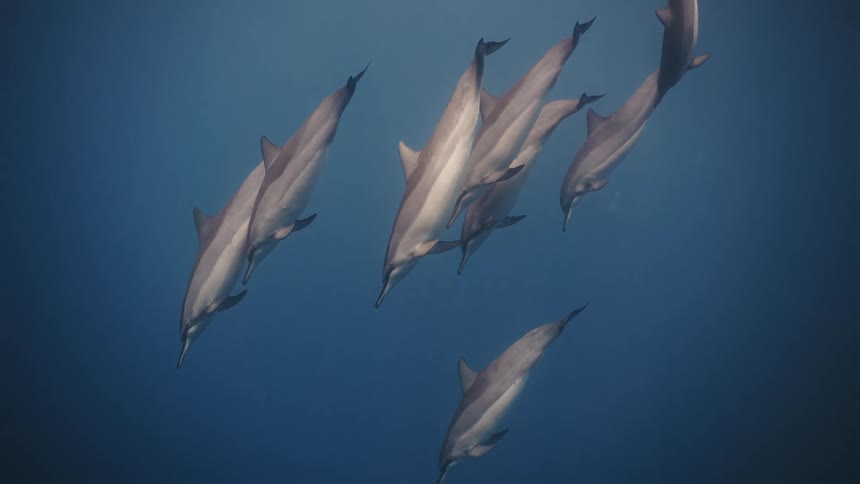A large group of dolphins swims to the bottom of the sea