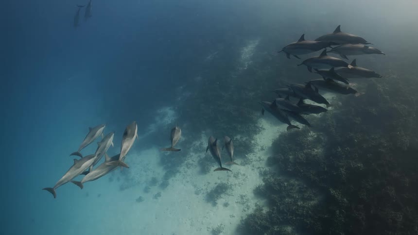 Clusters of dolphins walking in the same direction together in the depths of the ocean
