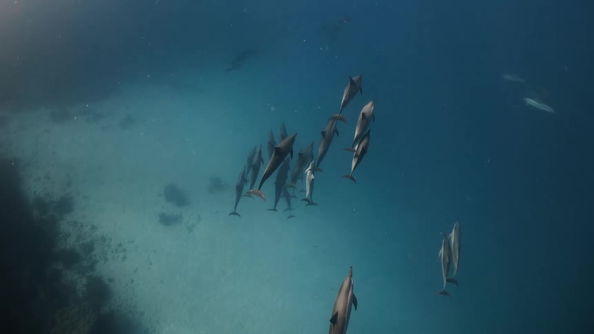 A group of dolphins swim underwater together