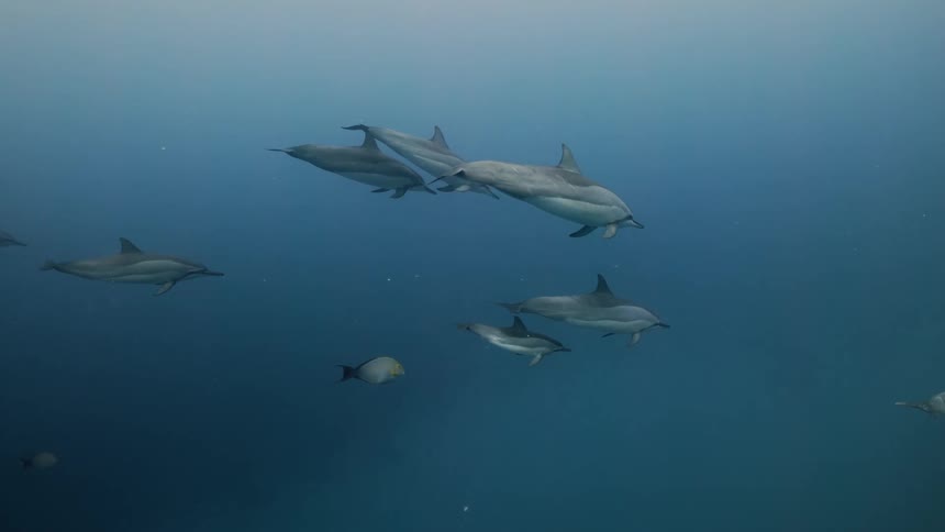 Dolphins swim in the ocean