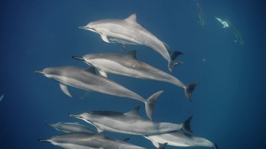 Dolphins swim underwater together