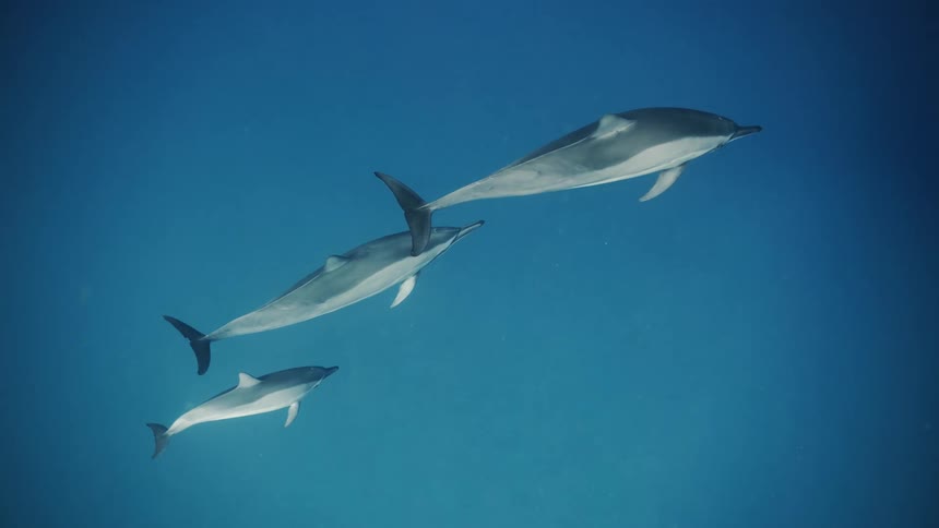 Three dolphins swimming together under very blue sea water