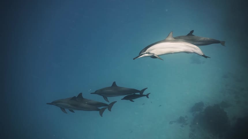 Dolphins walking together in the middle of the sea