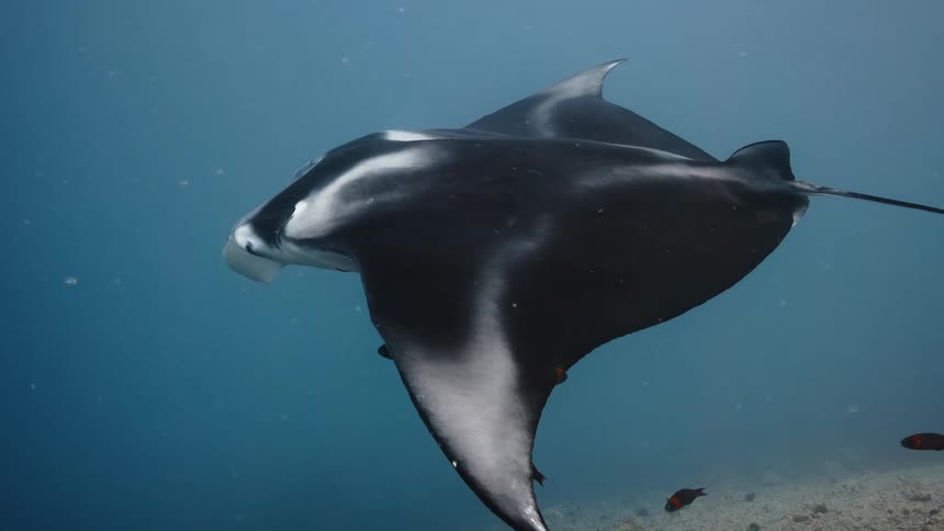 Fish swim around the sting ray