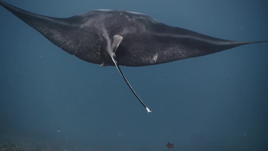Manta Ray swimming in the sea in slow motion