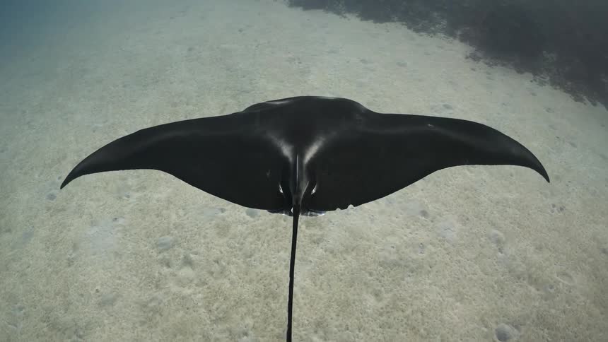 A manta ray swimming alone