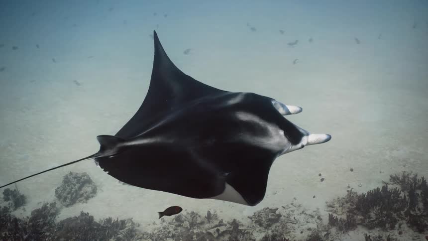 A stingray walking from near the bottom of the ocean next to some fish