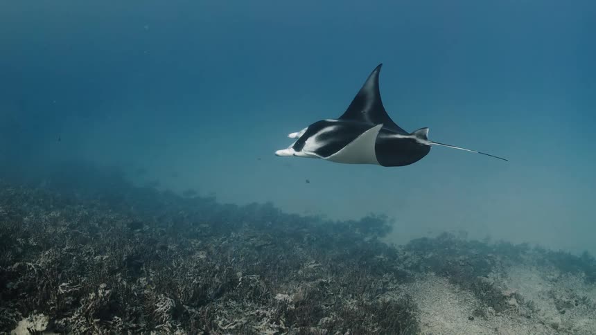 A stingray swimming underwater near the bottom of the sea