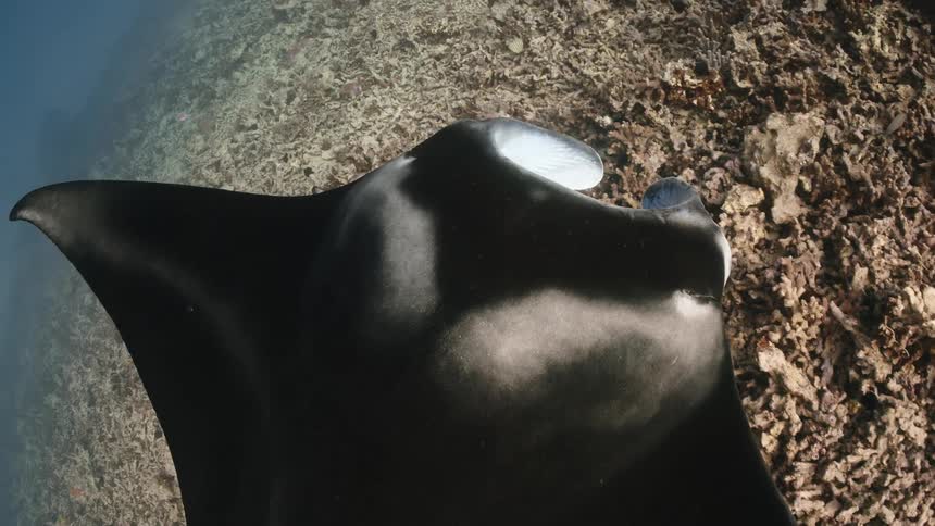 The black back and wings of a manta ray swimming over the reef