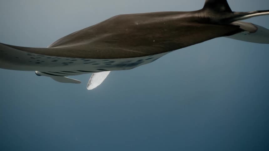 Stingray in the middle of the sea