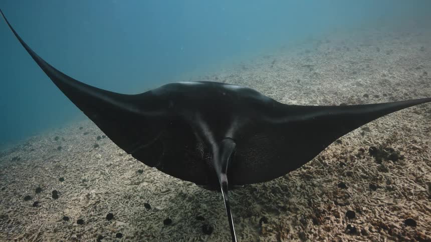 Manta ray swims through murky water near seafloor