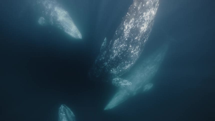 Four whales swimming together