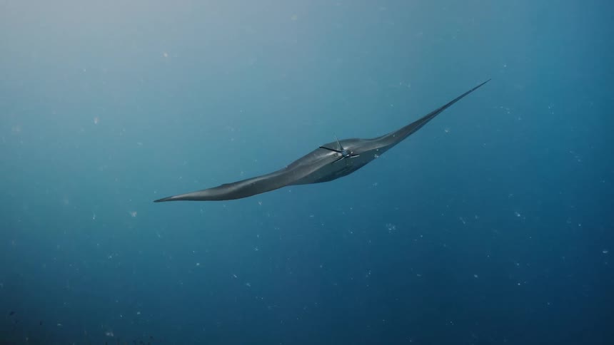 A white stingray swimming on the ocean floor during the day