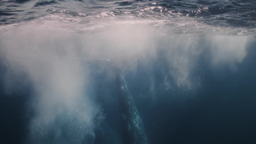 Whale moving its tail near the surface in the ocean
