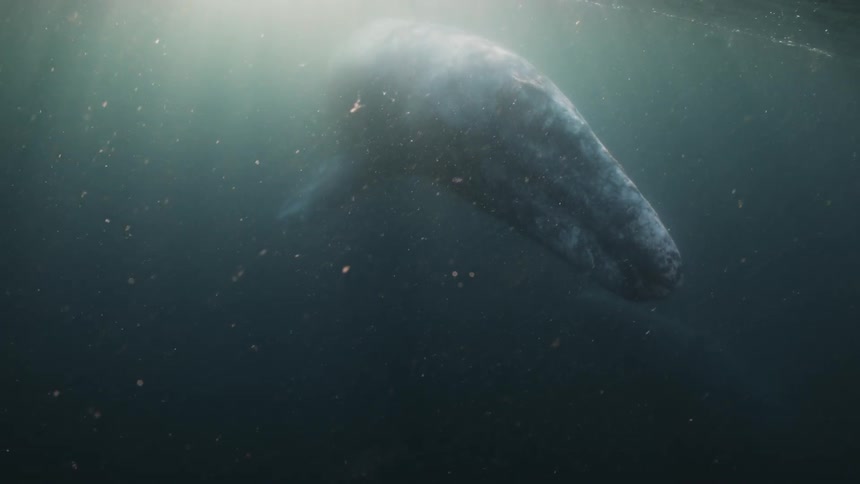 Whales in the ocean with sun reflection